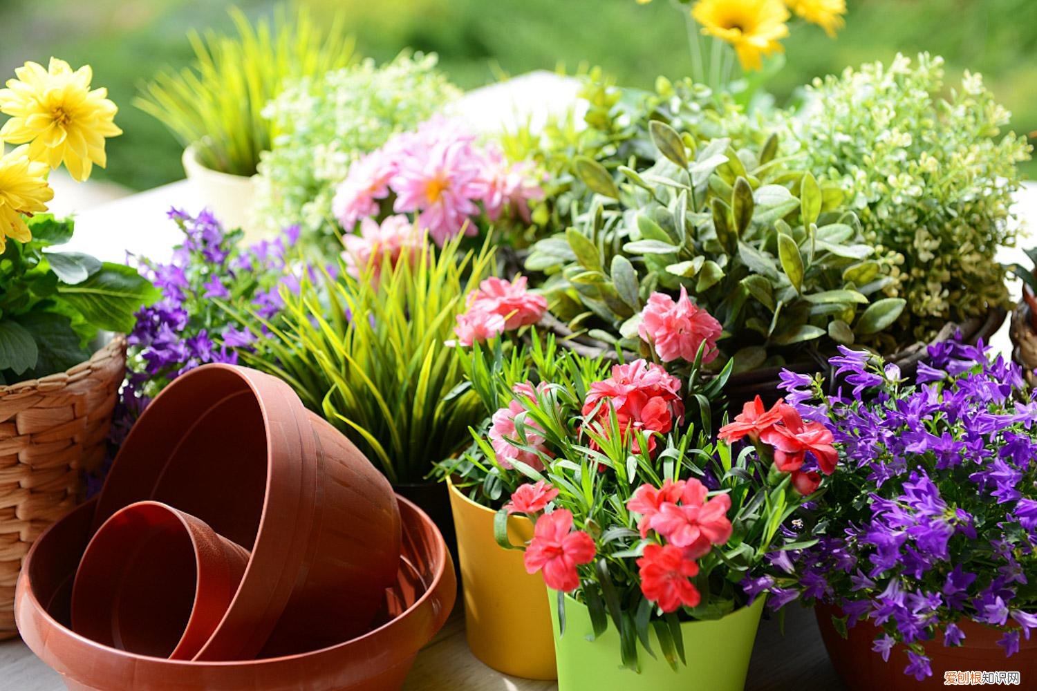 植物养护小知识手抄报，常见24种植物养护技巧，有了这个再也不怕养不活花