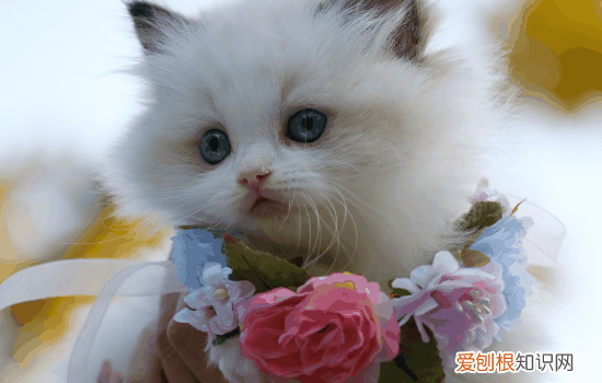 猫绦虫怎么处理,猫绦虫，猫身上的绦虫怎么治疗