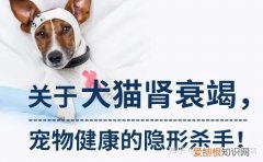 猫科动物肾衰竭能活多久，【宠物科普】宠物健康的头号杀手——肾衰竭