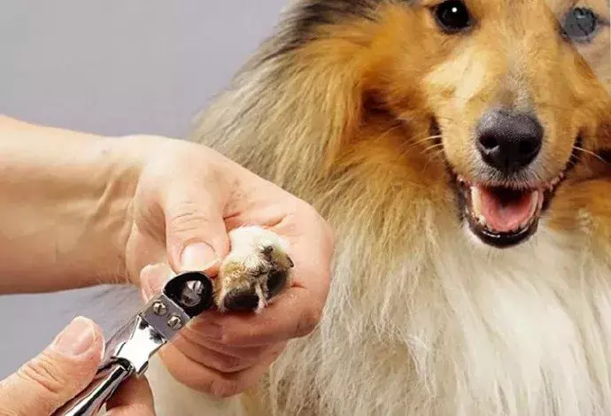 夏天热狗狗怎么散热，夏天太热给狗狗做个美容？你需要知道这些…