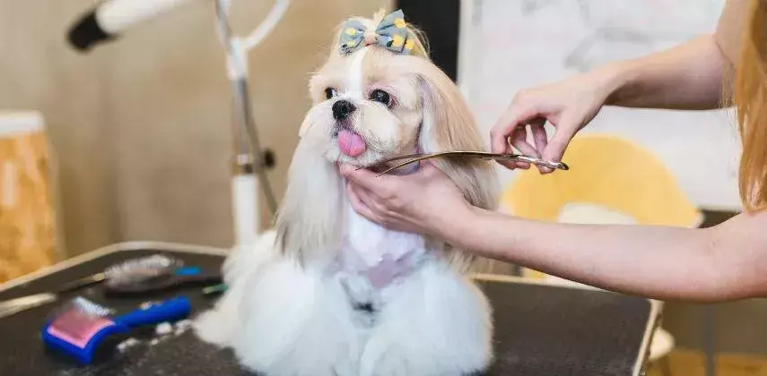 夏天热狗狗怎么散热，夏天太热给狗狗做个美容？你需要知道这些…