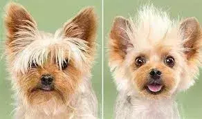 夏天热狗狗怎么散热，夏天太热给狗狗做个美容？你需要知道这些…