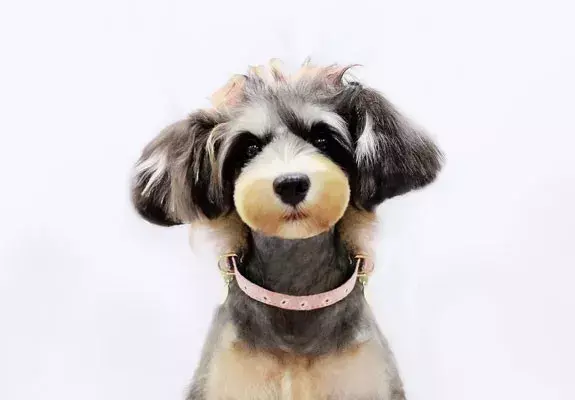 夏天热狗狗怎么散热，夏天太热给狗狗做个美容？你需要知道这些…