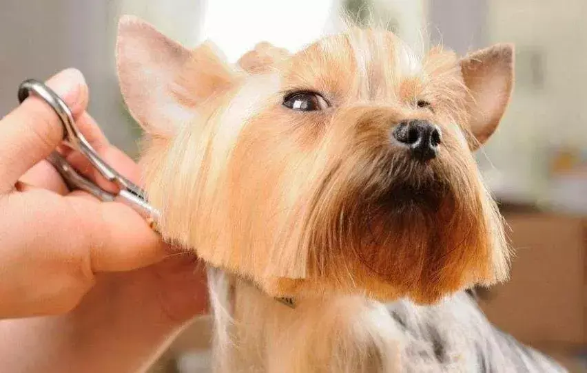 夏天热狗狗怎么散热，夏天太热给狗狗做个美容？你需要知道这些…