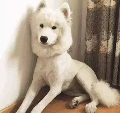 夏天热狗狗怎么散热，夏天太热给狗狗做个美容？你需要知道这些…