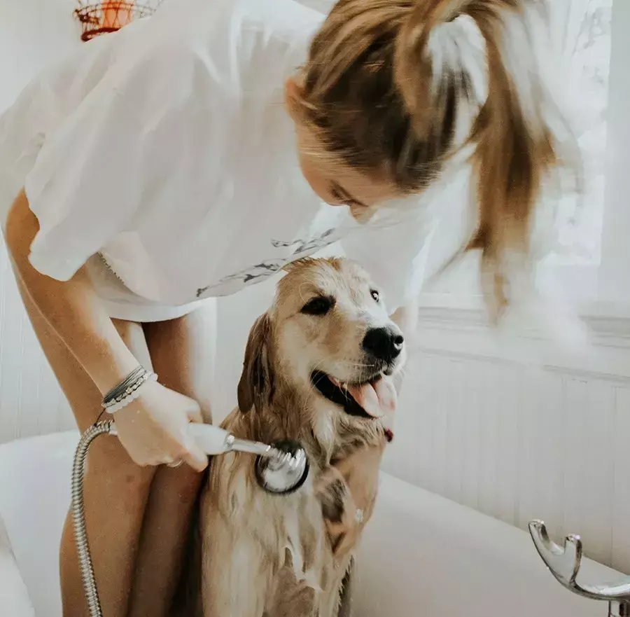 夏天热狗狗怎么散热，夏天太热给狗狗做个美容？你需要知道这些…