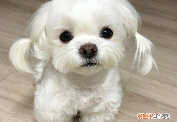 宠物店一定要美容吗,这7种需要经常美容,是宠物店的老顾客,十分“费钱”