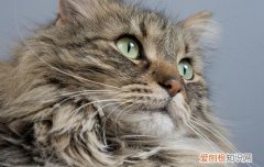 猫咪胰腺炎会不会误诊,猫咪胰腺炎有可能误诊吗,猫咪胰腺炎有没有可能误诊吗