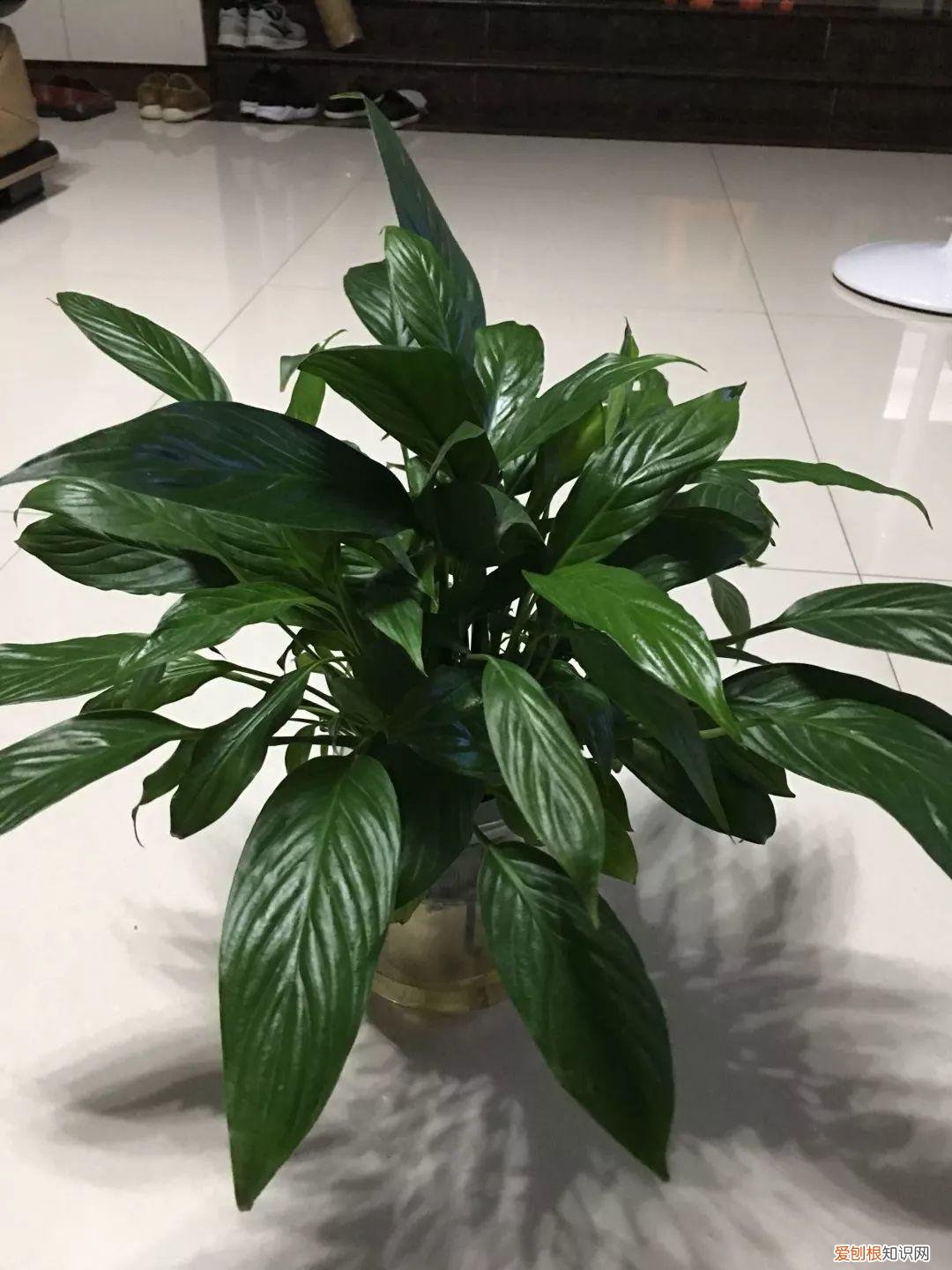 薄荷盆栽叶子蔫了，薄荷养养就萎蔫？切下来扔水里，很快爆盆，摘个叶能泡茶喝