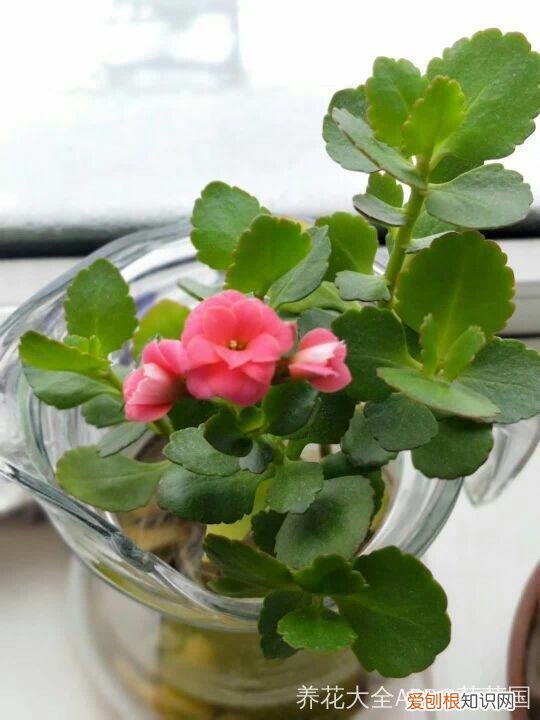 薄荷盆栽叶子蔫了，薄荷养养就萎蔫？切下来扔水里，很快爆盆，摘个叶能泡茶喝