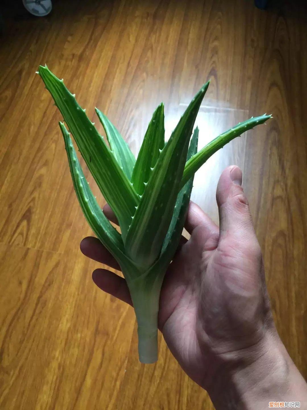 薄荷盆栽叶子蔫了，薄荷养养就萎蔫？切下来扔水里，很快爆盆，摘个叶能泡茶喝