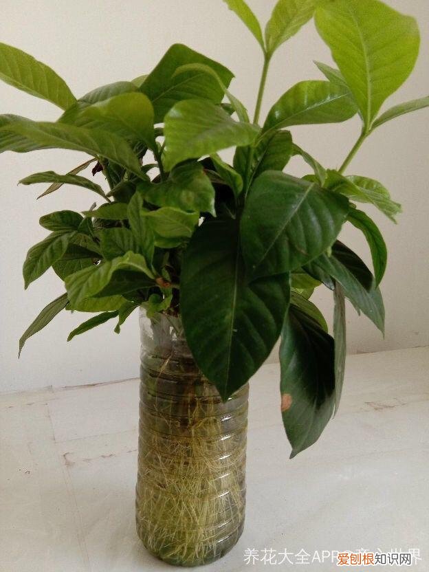 薄荷盆栽叶子蔫了，薄荷养养就萎蔫？切下来扔水里，很快爆盆，摘个叶能泡茶喝