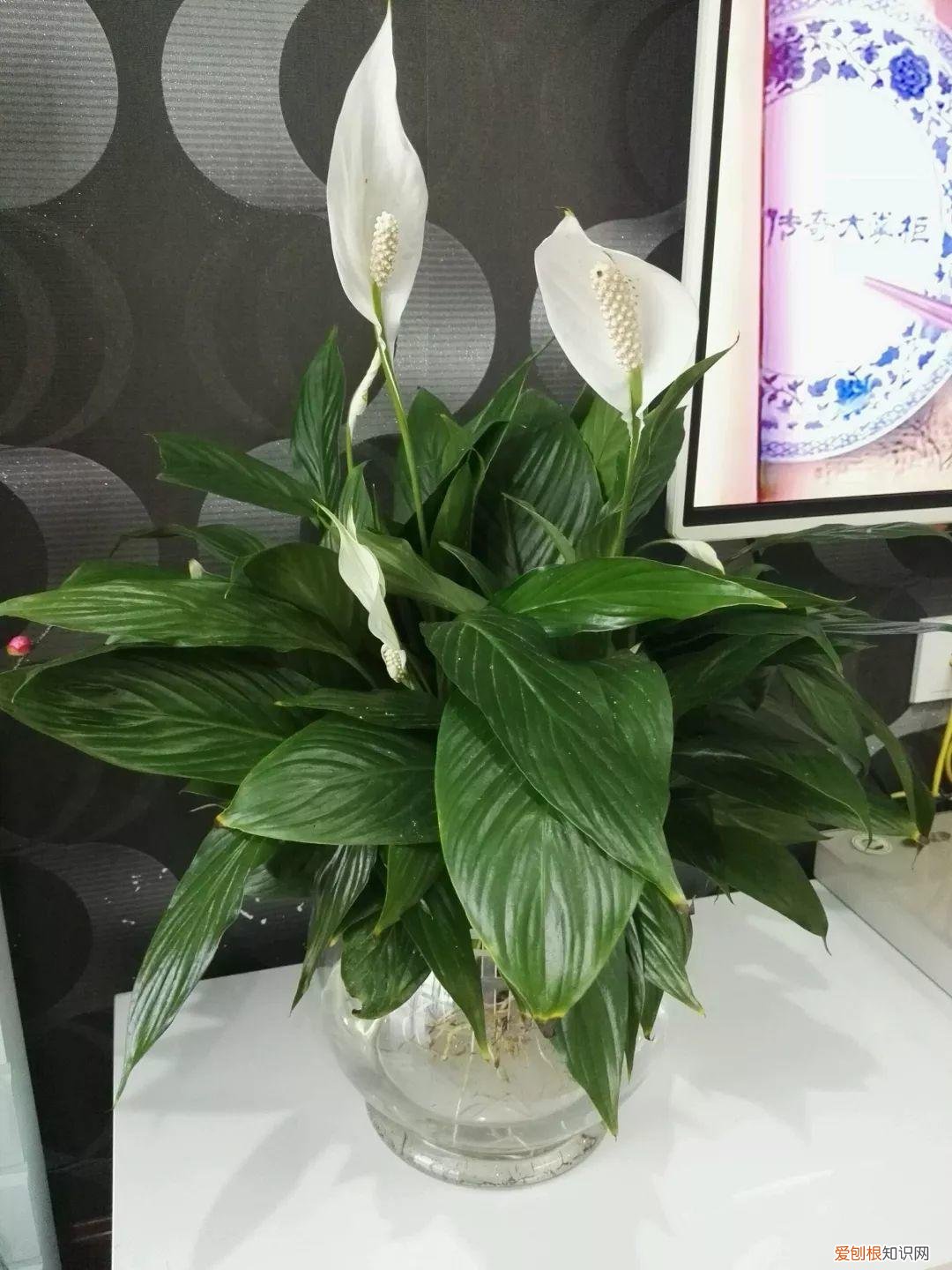 薄荷盆栽叶子蔫了，薄荷养养就萎蔫？切下来扔水里，很快爆盆，摘个叶能泡茶喝