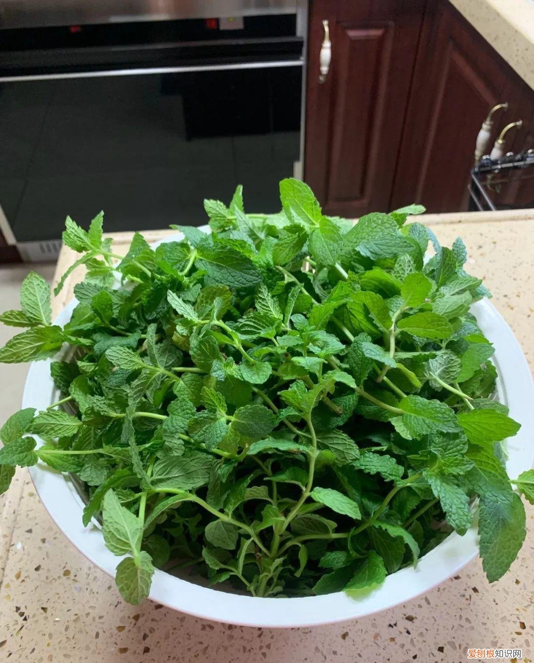 薄荷盆栽叶子蔫了，薄荷养养就萎蔫？切下来扔水里，很快爆盆，摘个叶能泡茶喝