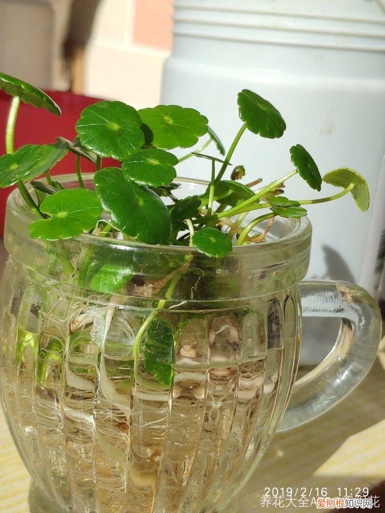 薄荷盆栽叶子蔫了，薄荷养养就萎蔫？切下来扔水里，很快爆盆，摘个叶能泡茶喝