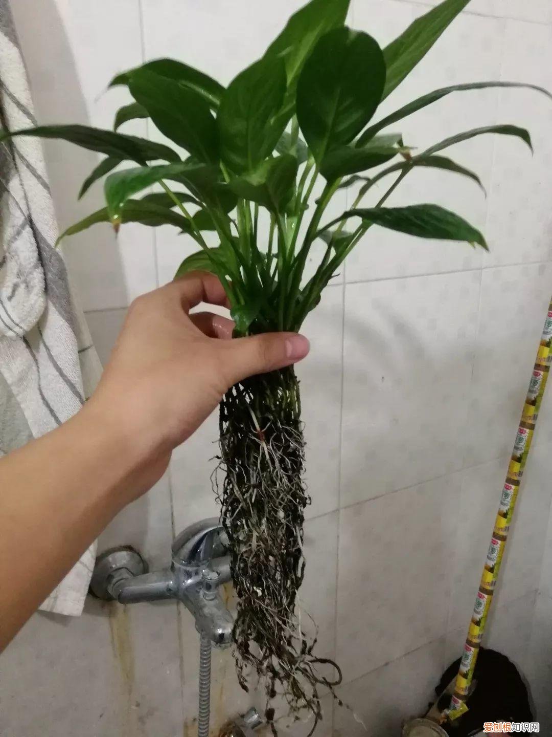 薄荷盆栽叶子蔫了，薄荷养养就萎蔫？切下来扔水里，很快爆盆，摘个叶能泡茶喝