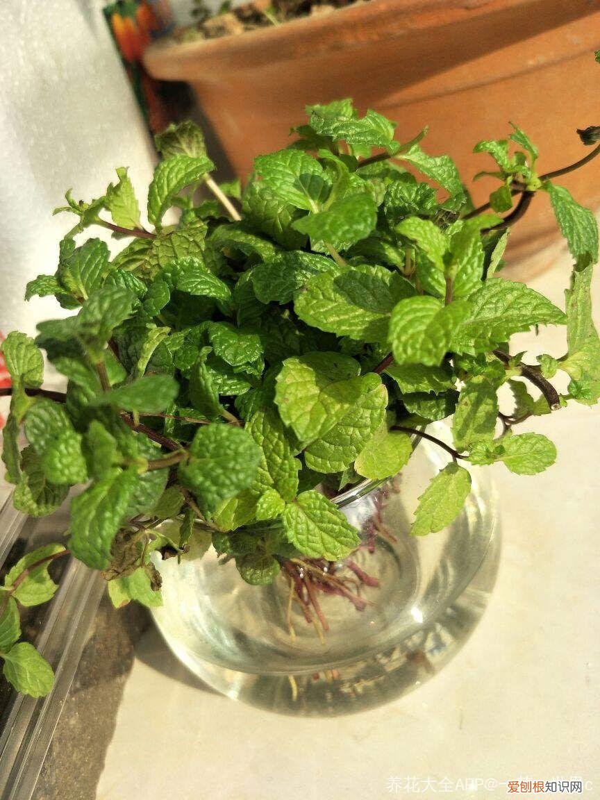 薄荷盆栽叶子蔫了，薄荷养养就萎蔫？切下来扔水里，很快爆盆，摘个叶能泡茶喝