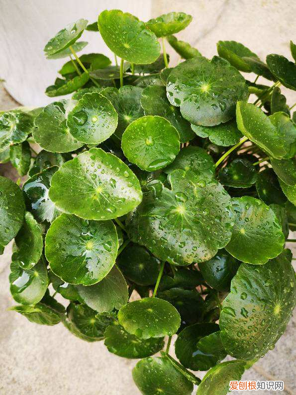 薄荷叶掐了还会长吗,薄荷掐个枝,扔水里3天,蹭蹭冒出小须根