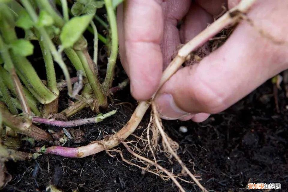 薄荷栽培技术要点，薄荷特容易繁殖，水培和土培扦插教程，做好两点，常年都生长旺盛