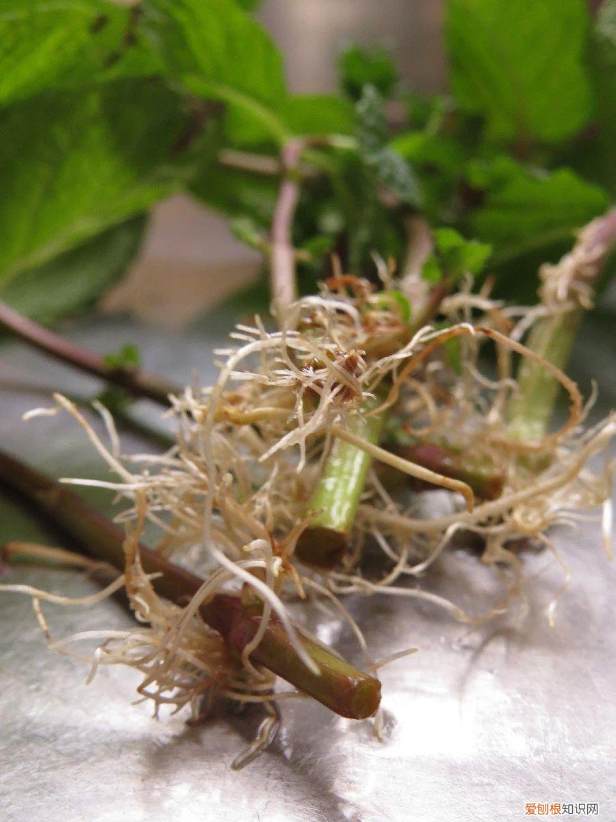 薄荷栽培技术要点，薄荷特容易繁殖，水培和土培扦插教程，做好两点，常年都生长旺盛