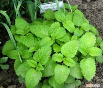 薄荷栽培技术要点，薄荷特容易繁殖，水培和土培扦插教程，做好两点，常年都生长旺盛