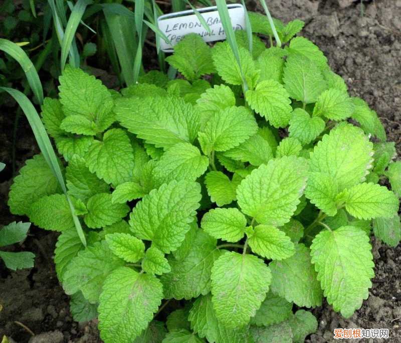 薄荷栽培技术要点，薄荷特容易繁殖，水培和土培扦插教程，做好两点，常年都生长旺盛