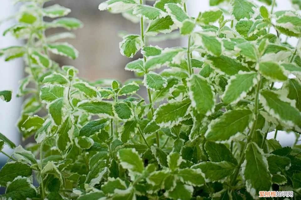 薄荷栽培技术要点，薄荷特容易繁殖，水培和土培扦插教程，做好两点，常年都生长旺盛