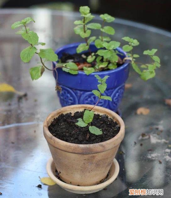 薄荷栽培技术要点，薄荷特容易繁殖，水培和土培扦插教程，做好两点，常年都生长旺盛