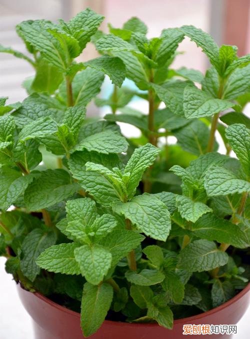 水培薄荷移栽，水培薄荷有技巧，学一学惊喜好处多