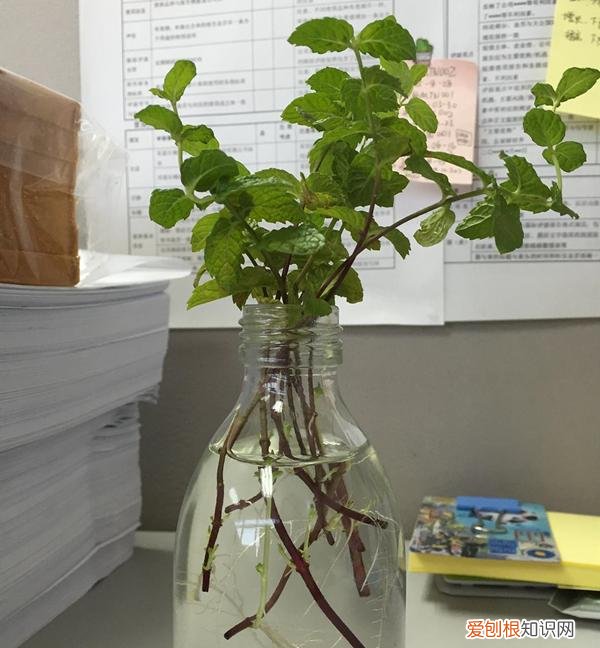 水培薄荷移栽，水培薄荷有技巧，学一学惊喜好处多