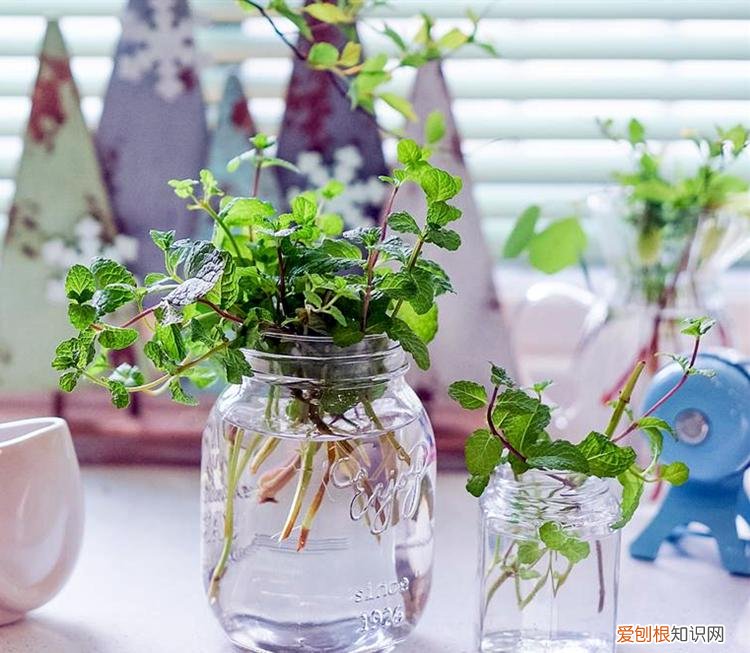水培薄荷移栽，水培薄荷有技巧，学一学惊喜好处多