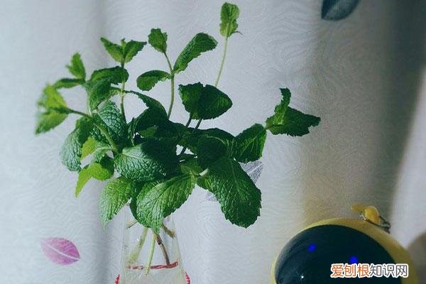 薄荷叶子剪完还能活吗，水培薄荷大法好！剪根枝条丢水里就能生根，植株好看好养还好闻！