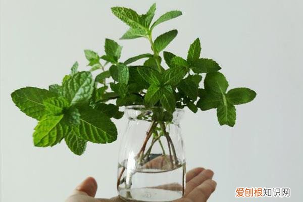 薄荷叶子剪完还能活吗，水培薄荷大法好！剪根枝条丢水里就能生根，植株好看好养还好闻！