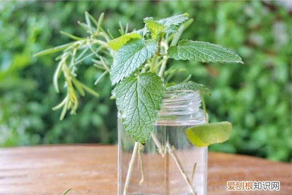 薄荷叶子剪完还能活吗，水培薄荷大法好！剪根枝条丢水里就能生根，植株好看好养还好闻！