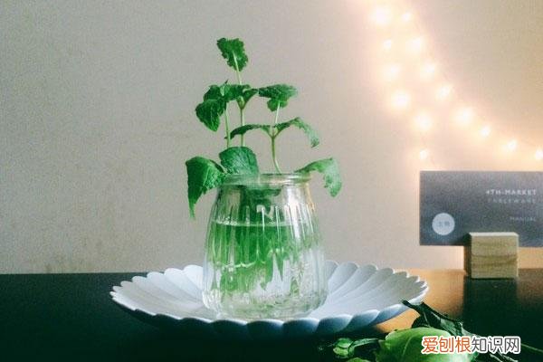 薄荷叶子剪完还能活吗，水培薄荷大法好！剪根枝条丢水里就能生根，植株好看好养还好闻！