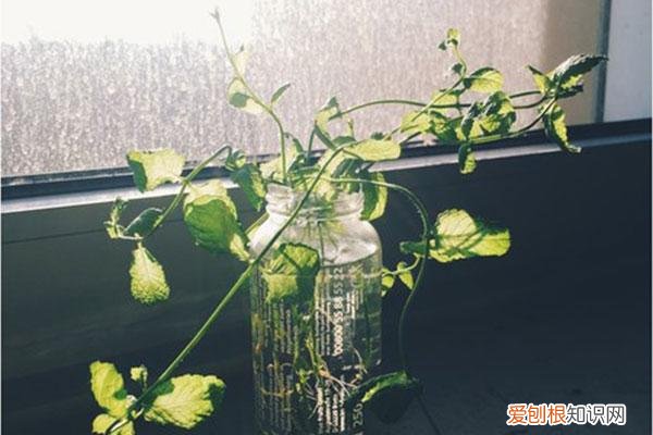 薄荷叶子剪完还能活吗，水培薄荷大法好！剪根枝条丢水里就能生根，植株好看好养还好闻！