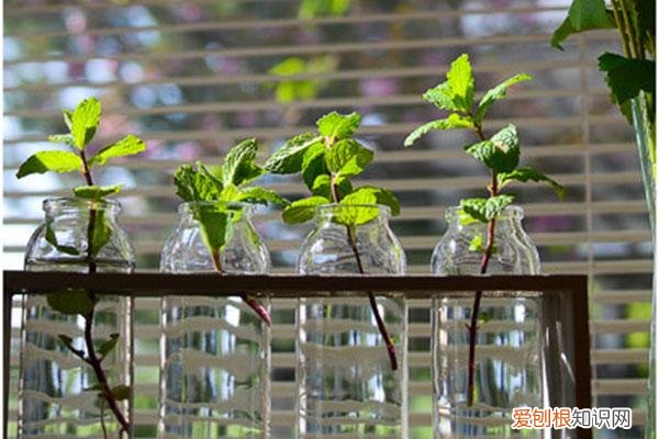 薄荷叶子剪完还能活吗，水培薄荷大法好！剪根枝条丢水里就能生根，植株好看好养还好闻！