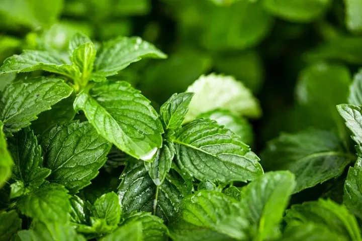 薄荷怎么能养好，第一盆薄荷就这样养好了