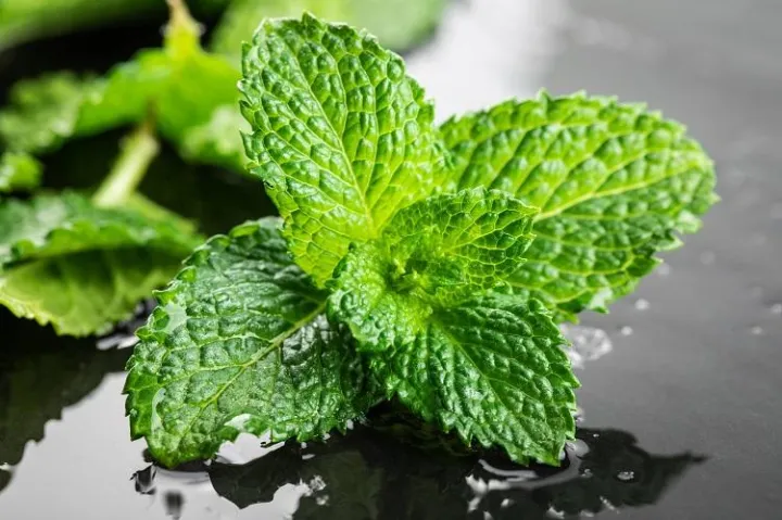 薄荷怎么能养好，第一盆薄荷就这样养好了