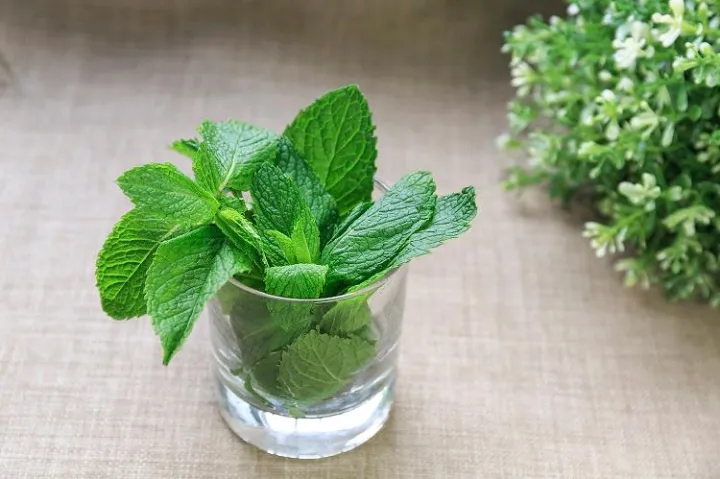 薄荷怎么能养好，第一盆薄荷就这样养好了