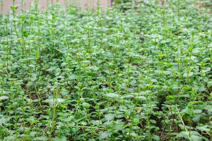 薄荷怎么能养好，第一盆薄荷就这样养好了
