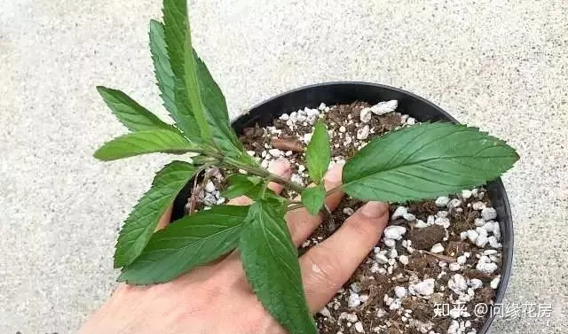 剪下来的薄荷枝条怎么养，剪下来的薄荷枝条不要扔了，直接扦插到盆土中就能变新的盆栽