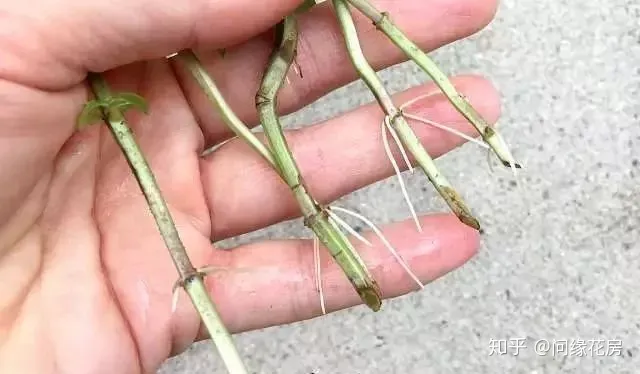 剪下来的薄荷枝条怎么养，剪下来的薄荷枝条不要扔了，直接扦插到盆土中就能变新的盆栽