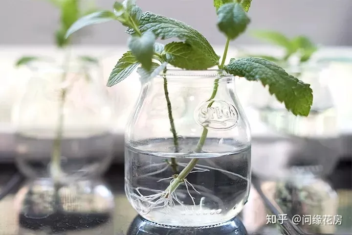剪下来的薄荷枝条怎么养，剪下来的薄荷枝条不要扔了，直接扦插到盆土中就能变新的盆栽