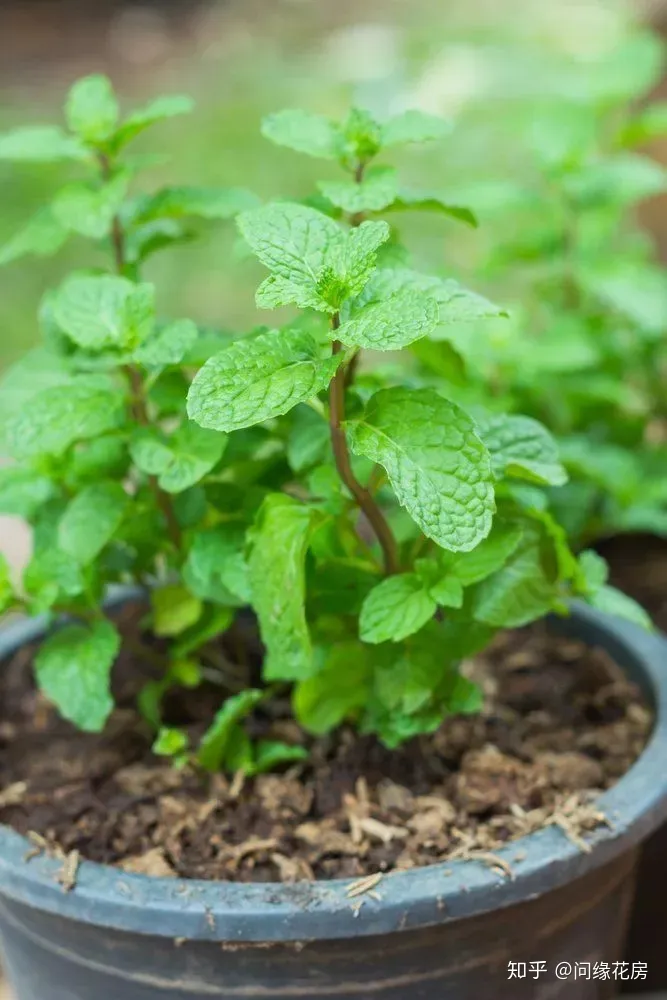 剪下来的薄荷枝条怎么养，剪下来的薄荷枝条不要扔了，直接扦插到盆土中就能变新的盆栽