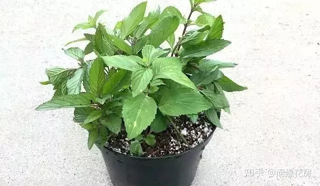 剪下来的薄荷枝条怎么养，剪下来的薄荷枝条不要扔了，直接扦插到盆土中就能变新的盆栽