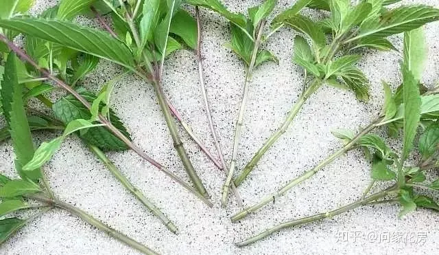 剪下来的薄荷枝条怎么养，剪下来的薄荷枝条不要扔了，直接扦插到盆土中就能变新的盆栽