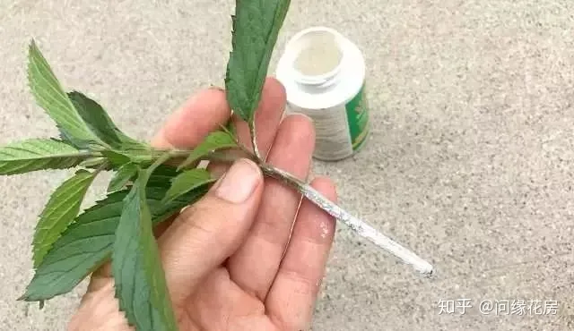 剪下来的薄荷枝条怎么养，剪下来的薄荷枝条不要扔了，直接扦插到盆土中就能变新的盆栽