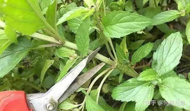 剪下来的薄荷枝条怎么养，剪下来的薄荷枝条不要扔了，直接扦插到盆土中就能变新的盆栽