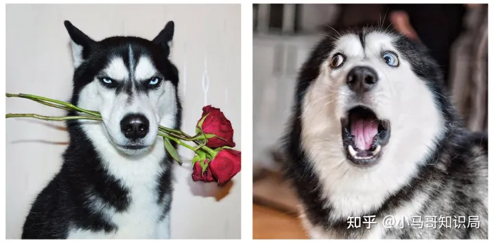 训犬师收入怎么样知乎，训练1只狗收费上万？宠物学校那么赚钱，为什么很少有人开？